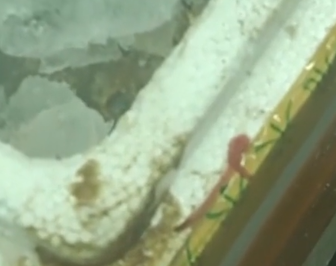ݷԳͳ.png